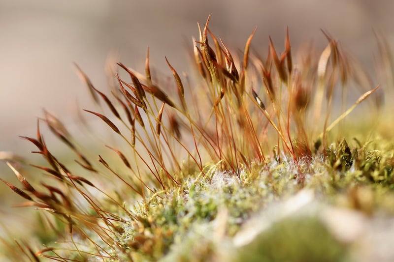 Mossy Touches