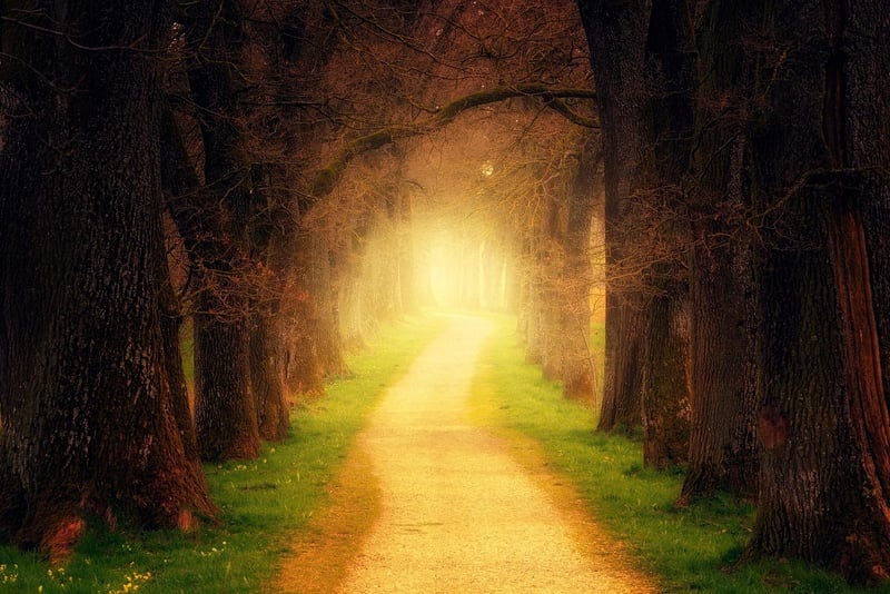 Ancient Oakwood